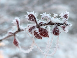 grass, branches with berries, colorful leaves covered with rime, frost and snow