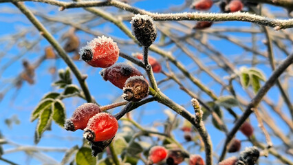 Rosa canina - Dog Rose with red rosehips covered with rime ice