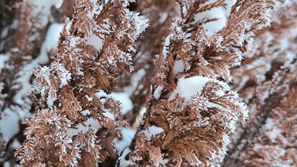 grass, branches with berries, colorful leaves covered with rime, frost and snow