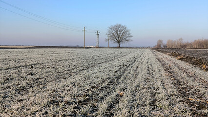 agricultural fields in Vojvodina covered with thin layer of frost and snow