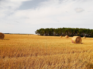 Fototapeta premium Heuballen Ernte auf dem Feld in der Uckermark 
