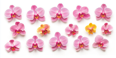 Rows of pink and yellow orchid blossoms are stylishly arranged in a repetitive pattern on a white background, highlighting their vibrant colors and symmetrical design.