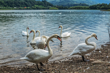 La lebede Lake - Eastern Carpathians - Romania - Europe 