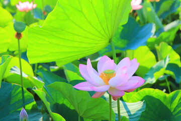 蓮の花　クローズアップ