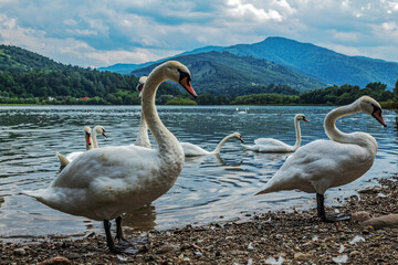 La lebede Lake - Eastern Carpathians - Romania - Europe 