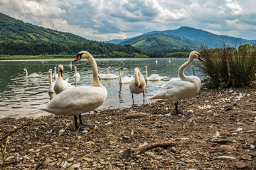 La lebede Lake - Eastern Carpathians - Romania - Europe 