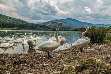 La lebede Lake - Eastern Carpathians - Romania - Europe 