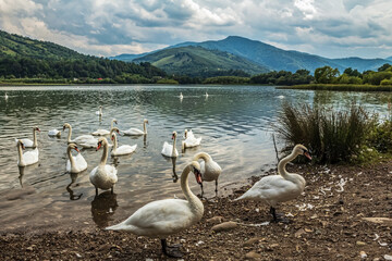 La lebede Lake - Eastern Carpathians - Romania - Europe 
