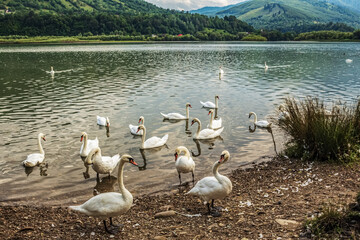 La lebede Lake - Eastern Carpathians - Romania - Europe 