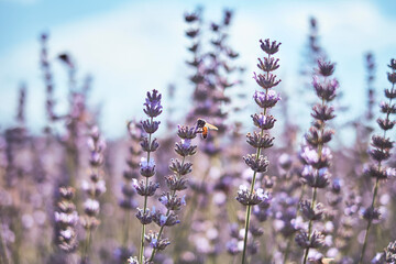 Ape e lavanda in fiore.