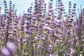 Lavanda in fiore.