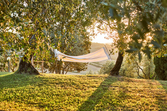 Amaca tra gli alberi al tramonto.
