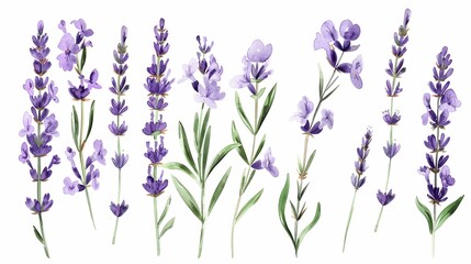 Naklejka premium lavender clipart with delicate purple flowers and green stems,Clipart, watercolor illustration, Perfect for nursery art The style is handdrawn, white background