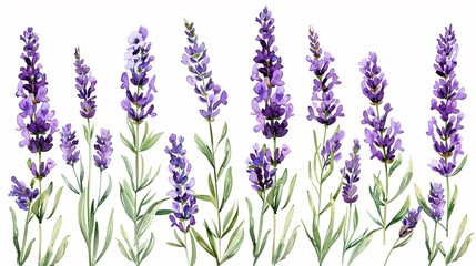 Fototapeta premium lavender clipart with delicate purple flowers and green stems,Clipart, watercolor illustration, Perfect for nursery art The style is handdrawn, white background
