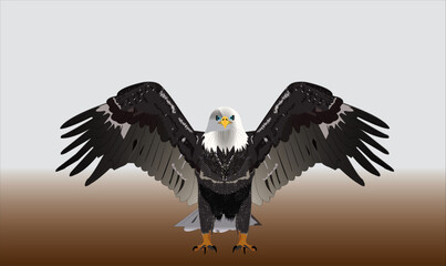 eagle in the sky, wings, flying, nature