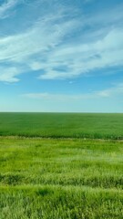 green field and blue sky