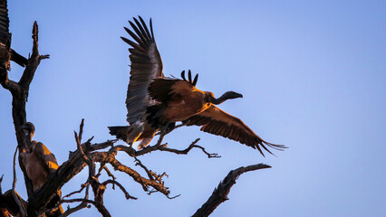 African vulture in flight in Kruger National Park, South Africa