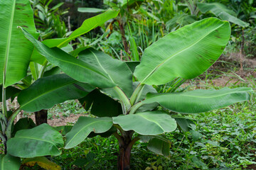 Banana plants planted in a large garden