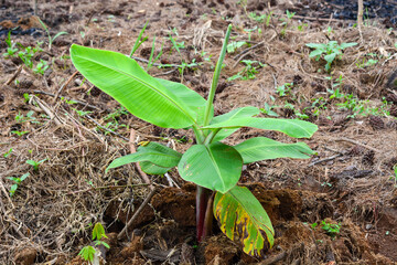 Banana plants planted in a large garden