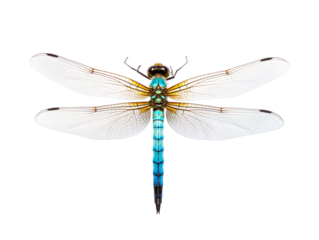 a close up of a dragonfly