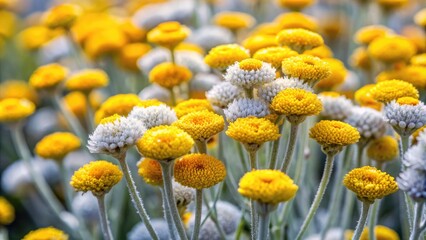 Delicate, yellow-centered Helichrysum italicum flowers with narrow, curved petals bloom in clusters against a soft, blurred natural background, exuding a sense of serenity and elegance.