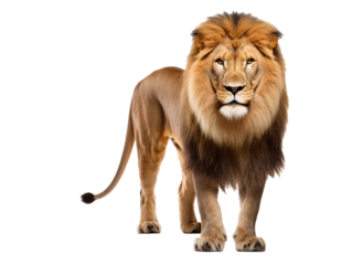 a lion standing on a white background