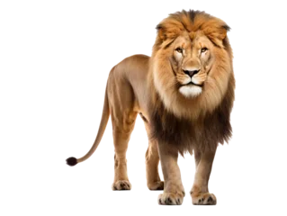 Gordijnen a lion standing on a white background © Elena