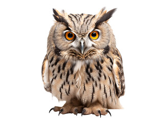 Fototapeta premium a close up of an owl