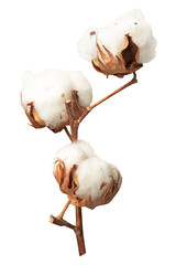 PNG Dried fluffy cotton flower branch on a beige, collage element, transparent background