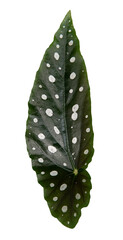 Polkadot begonia png plant mockup