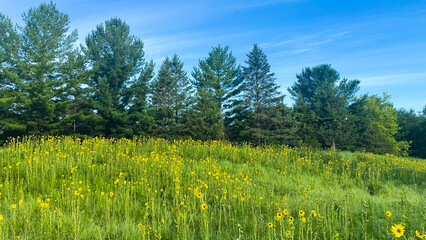 A treeline landscape background with beautiful yellow flowers with scientific name Silphium laciniatum by a natural blue sky