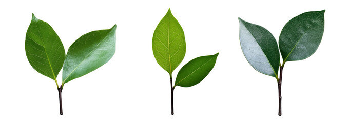Obraz premium Plant leaf isolated on transparent background