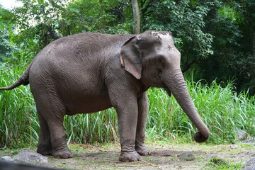 elephant