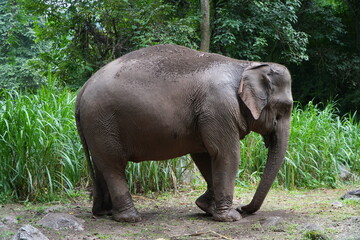 Fototapeta premium elephant