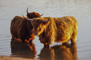 two cows in the water 