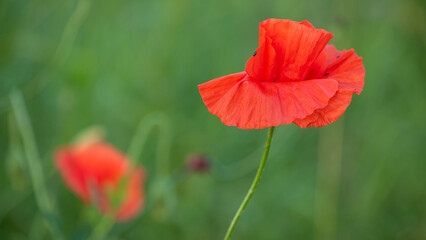 Naklejka premium Field of Corn Poppy Flowers Papaver rhoeas in Spring
