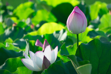 夕日の蓮の輝き