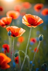 vibrant poppy blooms contrast beautifully gentle soft backdrop green blue hues, flower, color, petal, spring, nature, garden, beauty, landscape, bright