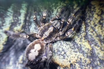 Close up of a metallic arboreal tarantula. Poecilotheria metallica