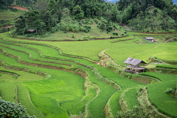 Beautiful green rice terraces in the Hoang Su Phi district of Ha Giang Province, Northern Vietnam
