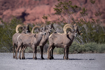 Group of Desert Bighorn Sheep at a red rock cliff in Nevada desert.