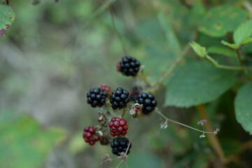 brombeere natur frucht