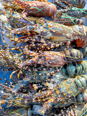 Freshly caught lobsters on the counter of an Asian store