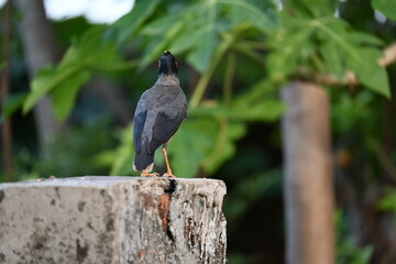 Indian Myna Birds. Its other names Common myna and mynah. This is  a bird of the starling family Sturnidae. This is a group of passerine birds which are native to southern Asia, especially India. 