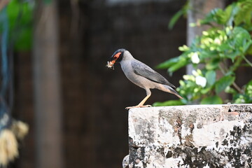 Indian Myna Birds. Its other names Common myna and mynah. This is  a bird of the starling family Sturnidae. This is a group of passerine birds which are native to southern Asia, especially India. 