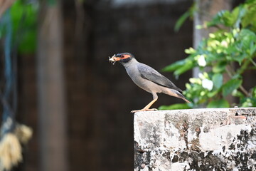 Indian Myna Birds. Its other names Common myna and mynah. This is  a bird of the starling family Sturnidae. This is a group of passerine birds which are native to southern Asia, especially India. 