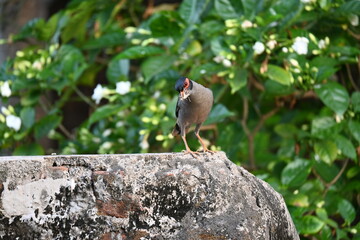 Indian Myna Birds. Its other names Common myna and mynah. This is  a bird of the starling family...