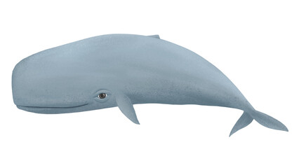 Cute sperm whale png sticker, animal illustration, transparent background
