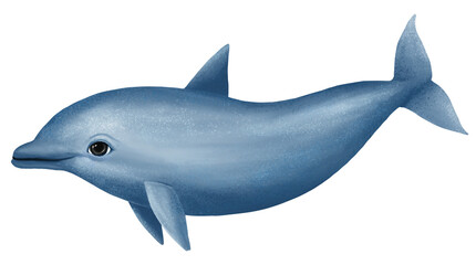 Cute dolphin png sticker, animal illustration, transparent background