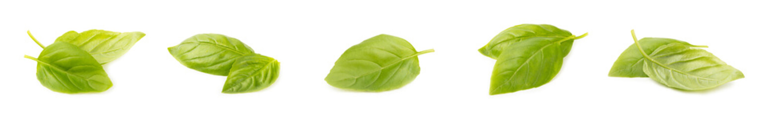 Basil isolated on white background. Fresh organic basil leaves isolated on white background. Spices. Vegan.